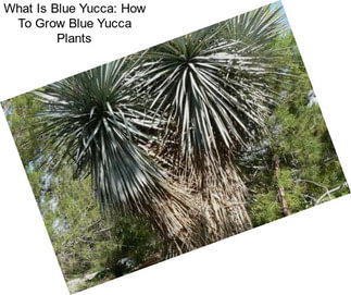 What Is Blue Yucca: How To Grow Blue Yucca Plants