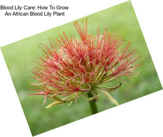 Blood Lily Care: How To Grow An African Blood Lily Plant