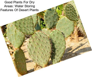 Good Plants For Dry Areas: Water Storing Features Of Desert Plants