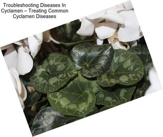 Troubleshooting Diseases In Cyclamen – Treating Common Cyclamen Diseases