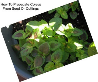 How To Propagate Coleus From Seed Or Cuttings