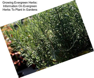 Growing Evergreen Herbs: Information On Evergreen Herbs To Plant In Gardens