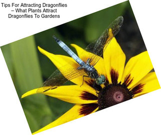 Tips For Attracting Dragonflies – What Plants Attract Dragonflies To Gardens