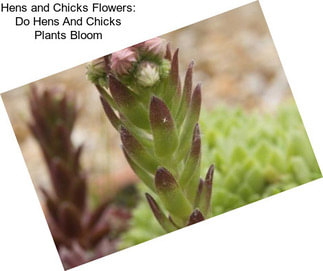 Hens and Chicks Flowers: Do Hens And Chicks Plants Bloom