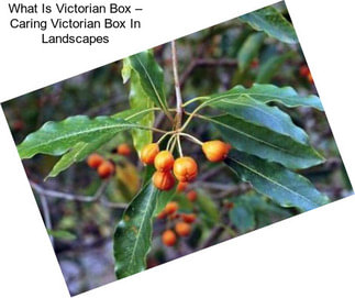 What Is Victorian Box – Caring Victorian Box In Landscapes