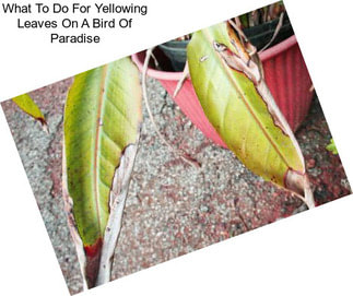What To Do For Yellowing Leaves On A Bird Of Paradise