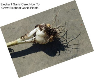 Elephant Garlic Care: How To Grow Elephant Garlic Plants