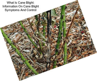 What Is Cane Blight: Information On Cane Blight Symptoms And Control