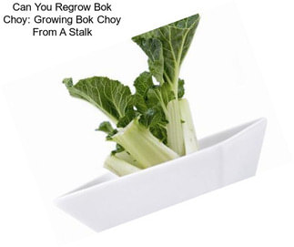 Can You Regrow Bok Choy: Growing Bok Choy From A Stalk