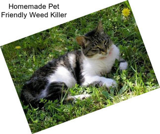 Homemade Pet Friendly Weed Killer