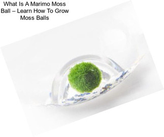 What Is A Marimo Moss Ball – Learn How To Grow Moss Balls