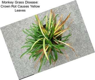 Monkey Grass Disease: Crown Rot Causes Yellow Leaves