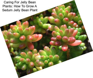 Caring For Jelly Bean Plants: How To Grow A Sedum Jelly Bean Plant