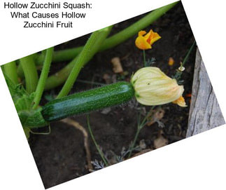 Hollow Zucchini Squash: What Causes Hollow Zucchini Fruit