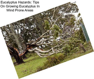 Eucalyptus Hazards: Tips On Growing Eucalyptus In Wind Prone Areas