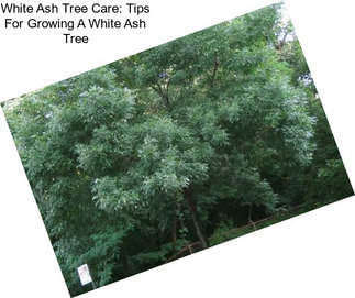 White Ash Tree Care: Tips For Growing A White Ash Tree
