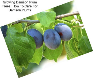 Growing Damson Plum Trees: How To Care For Damson Plums