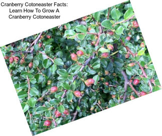 Cranberry Cotoneaster Facts: Learn How To Grow A Cranberry Cotoneaster