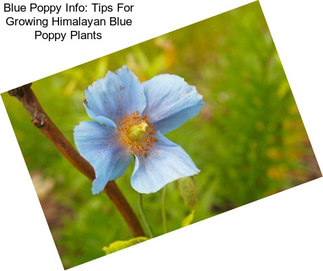 Blue Poppy Info: Tips For Growing Himalayan Blue Poppy Plants