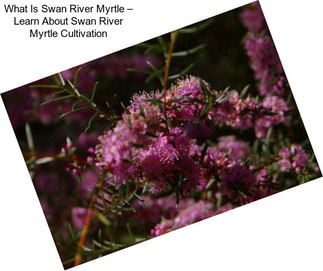 What Is Swan River Myrtle – Learn About Swan River Myrtle Cultivation