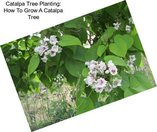 Catalpa Tree Planting: How To Grow A Catalpa Tree