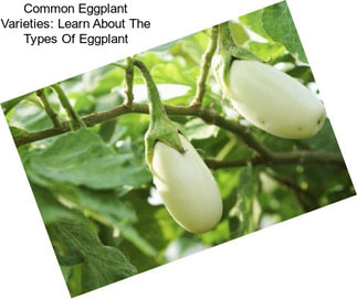 Common Eggplant Varieties: Learn About The Types Of Eggplant