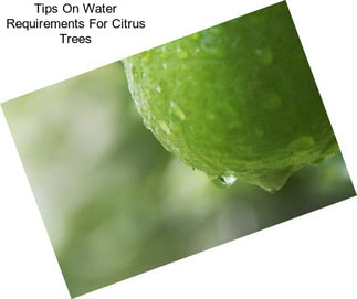Tips On Water Requirements For Citrus Trees