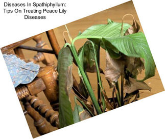 Diseases In Spathiphyllum: Tips On Treating Peace Lily Diseases