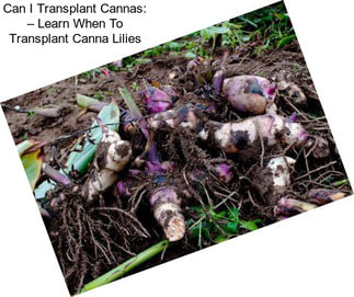 Can I Transplant Cannas: – Learn When To Transplant Canna Lilies