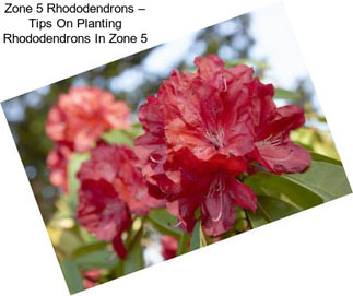 Zone 5 Rhododendrons – Tips On Planting Rhododendrons In Zone 5