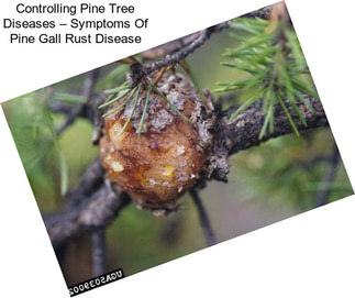 Controlling Pine Tree Diseases – Symptoms Of Pine Gall Rust Disease