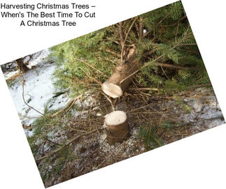 Harvesting Christmas Trees – When\'s The Best Time To Cut A Christmas Tree