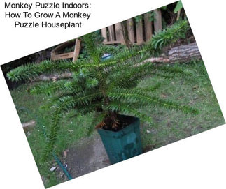 Monkey Puzzle Indoors: How To Grow A Monkey Puzzle Houseplant