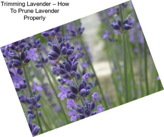Trimming Lavender – How To Prune Lavender Properly