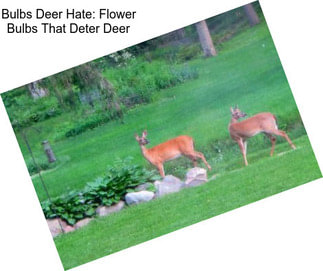 Bulbs Deer Hate: Flower Bulbs That Deter Deer