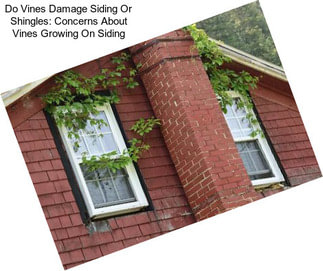 Do Vines Damage Siding Or Shingles: Concerns About Vines Growing On Siding