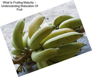 What Is Fruiting Maturity – Understanding Maturation Of Fruit