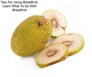 Tips For Using Breadfruit: Learn What To Do With Breadfruit