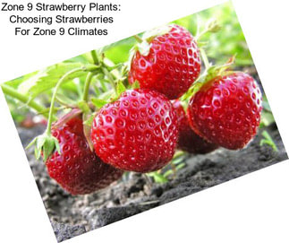 Zone 9 Strawberry Plants: Choosing Strawberries For Zone 9 Climates