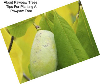 About Pawpaw Trees: Tips For Planting A Pawpaw Tree