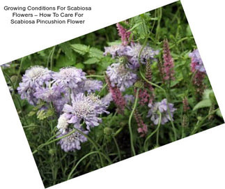 Growing Conditions For Scabiosa Flowers – How To Care For Scabiosa Pincushion Flower