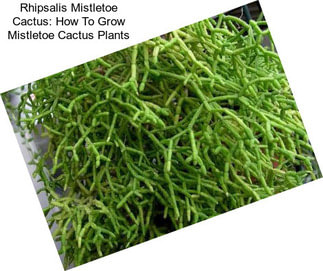 Rhipsalis Mistletoe Cactus: How To Grow Mistletoe Cactus Plants