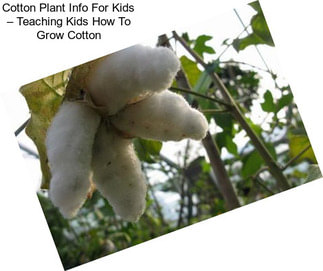 Cotton Plant Info For Kids – Teaching Kids How To Grow Cotton