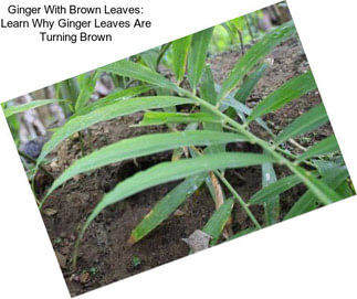 Ginger With Brown Leaves: Learn Why Ginger Leaves Are Turning Brown