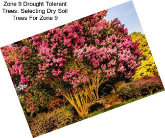 Zone 9 Drought Tolerant Trees: Selecting Dry Soil Trees For Zone 9