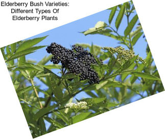 Elderberry Bush Varieties: Different Types Of Elderberry Plants