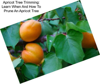 Apricot Tree Trimming: Learn When And How To Prune An Apricot Tree