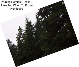 Pruning Hemlock Trees – How And When To Prune Hemlocks