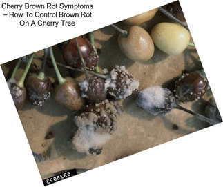 Cherry Brown Rot Symptoms – How To Control Brown Rot On A Cherry Tree