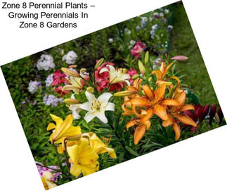 Zone 8 Perennial Plants – Growing Perennials In Zone 8 Gardens